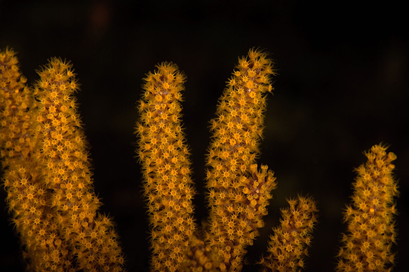  photo Muricea californica California Golden gorgonian_zpsgznjgnvq.jpg