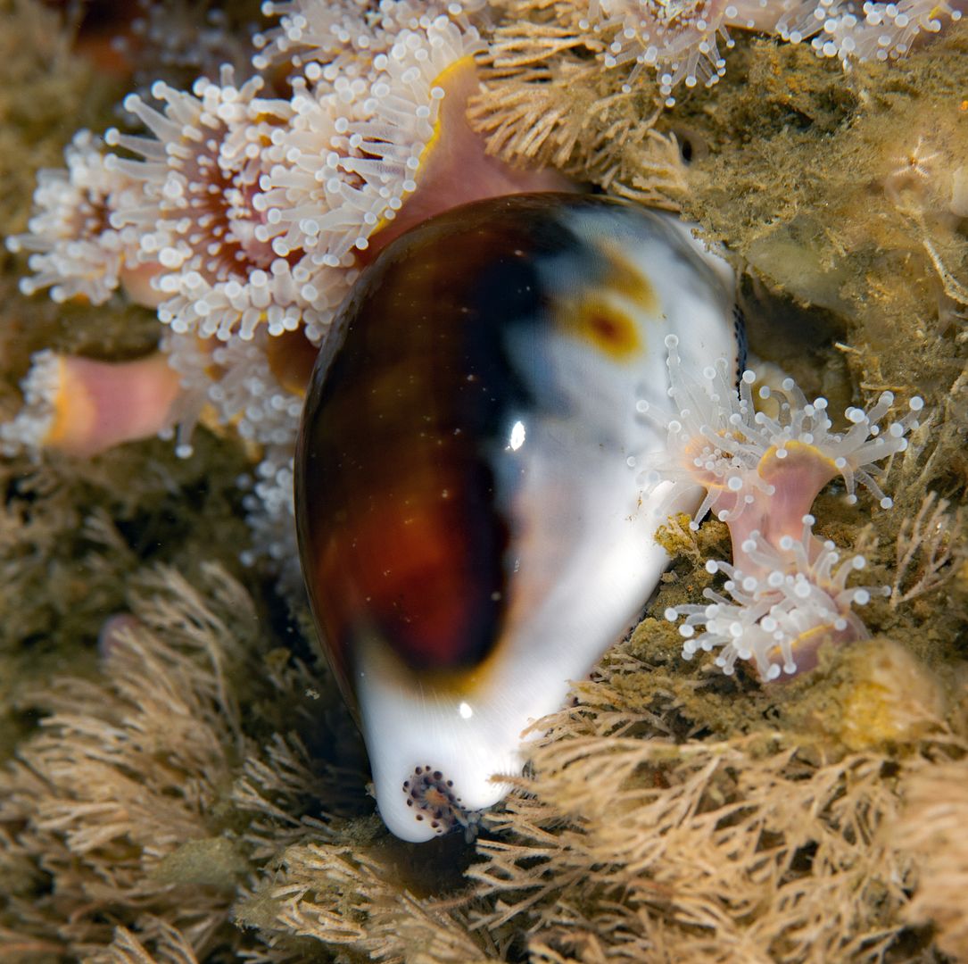  photo Neobernaya spadicea Chestnut cowrie_zpsahesvwrn.jpg