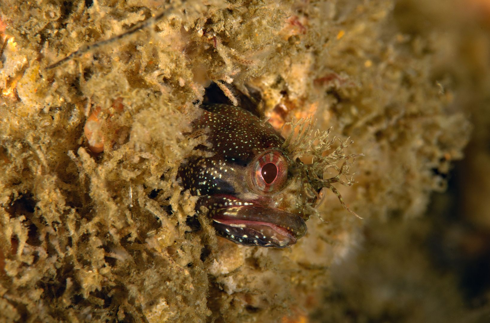  photo Neoclinus stephensae Yellowfin fringehead_zpsxn6a37ka.jpg