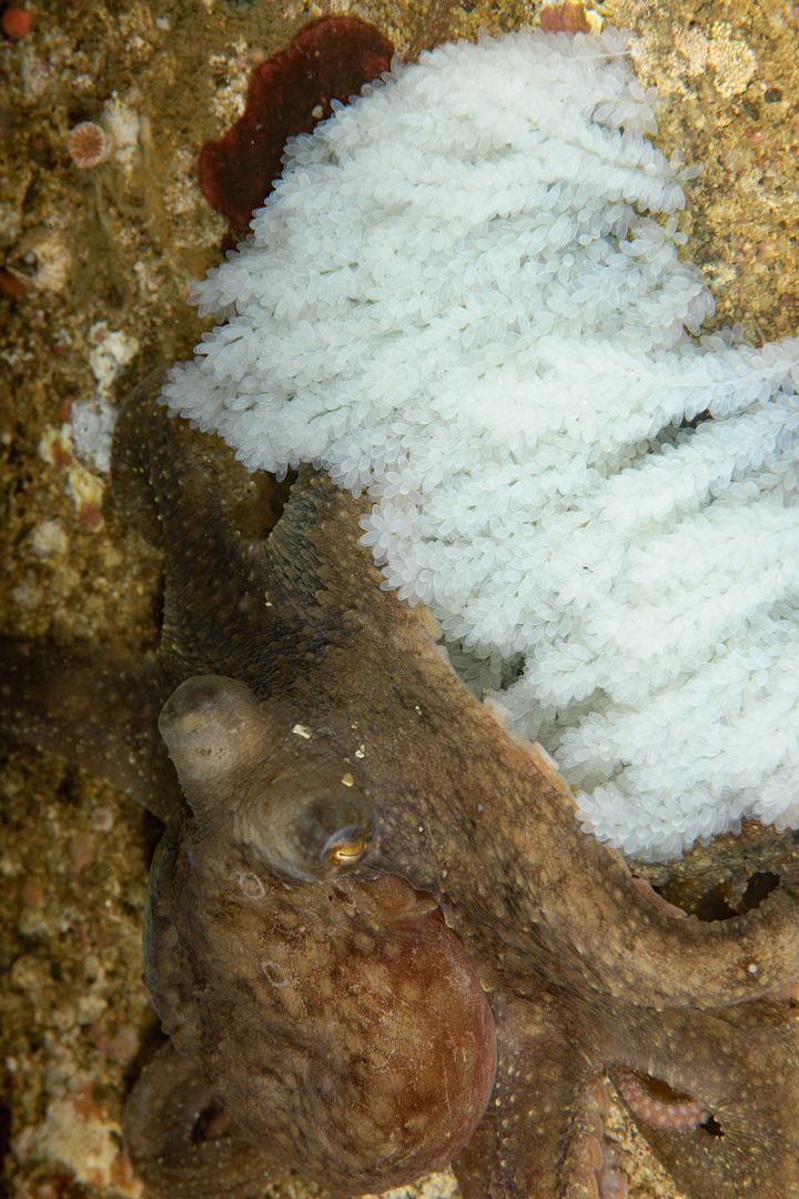  photo Octopus rubescens nest vertical_zpsjlzoh228.jpg