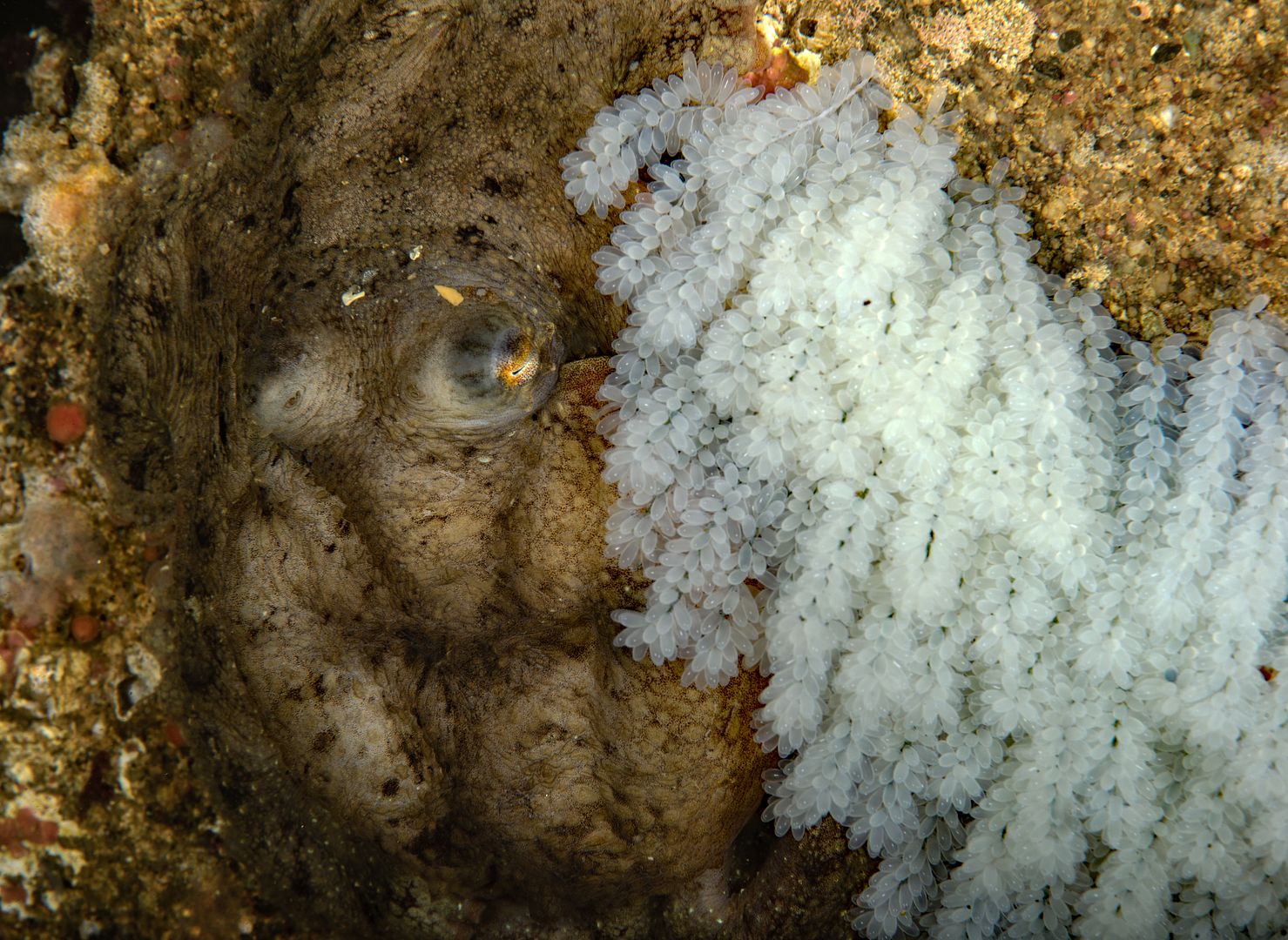  photo Octopus rubescens nest_zps42tta44k.jpg