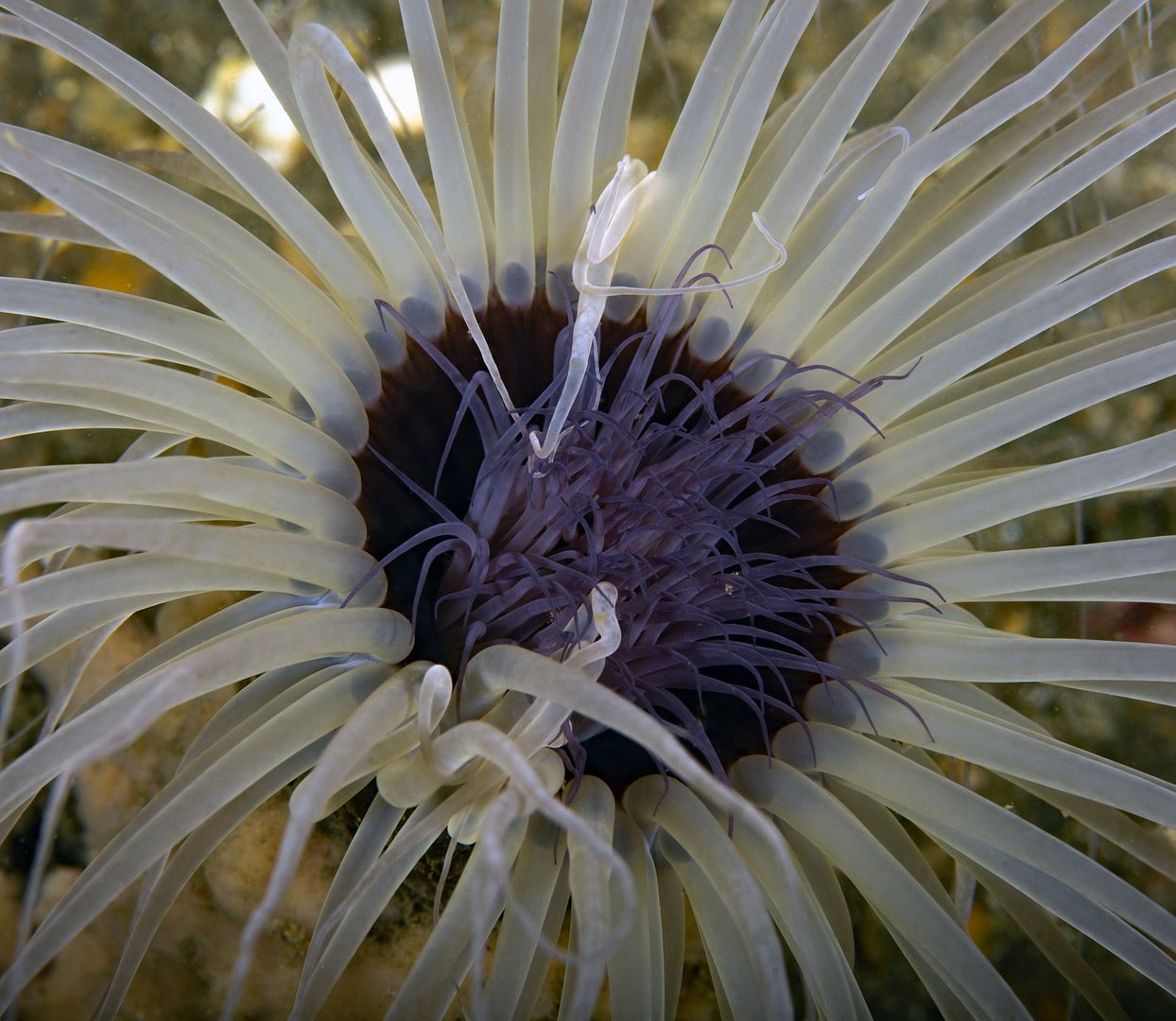 photo Pachycerianthus fimbriatus Tube anemone tentacles_zpsdadlqcyb.jpg