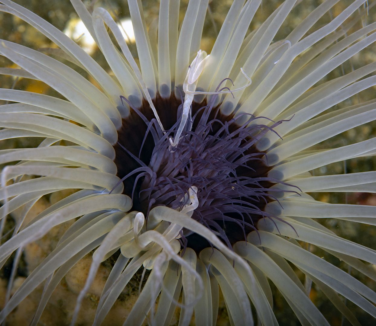  photo Pachycerianthus fimbriatus Tube anemone tentacles_zpsdadlqcyb.jpg