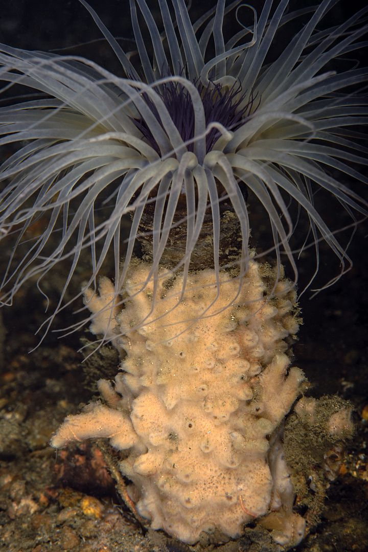  photo Pachycerianthus fimbriatus Tube anemone_zpsmimgliwu.jpg