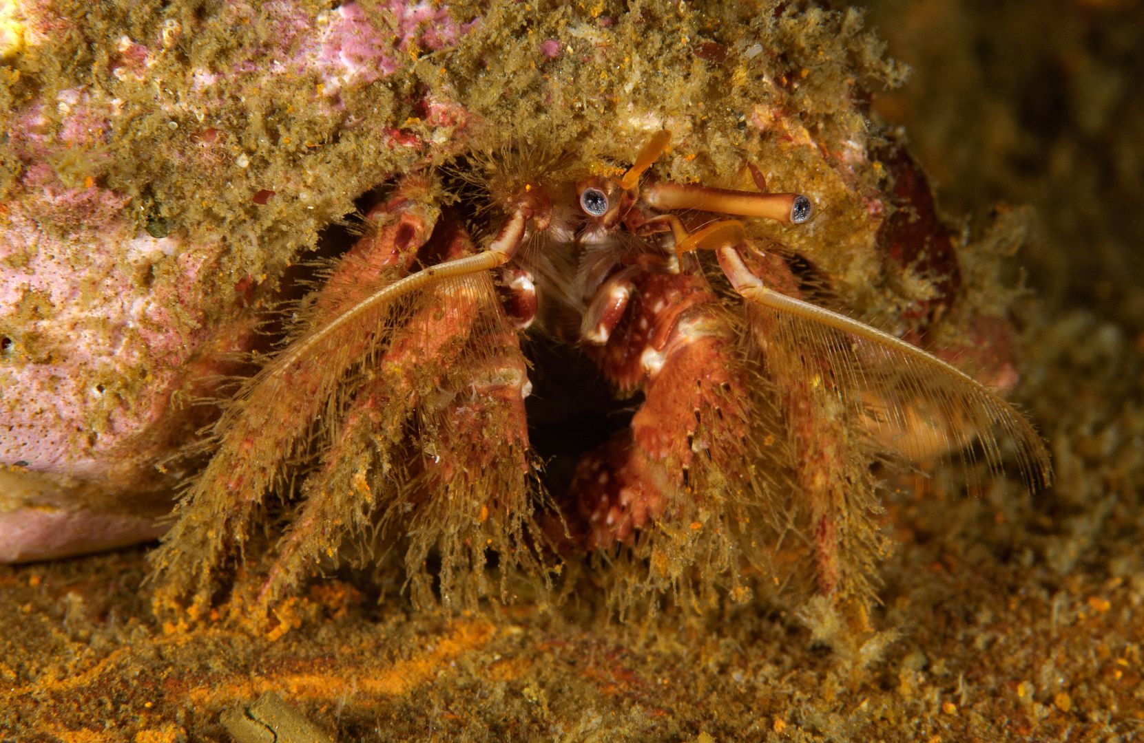  photo Paguristes ulreyi Furry hermit crab_zpsocz8pjvx.jpg