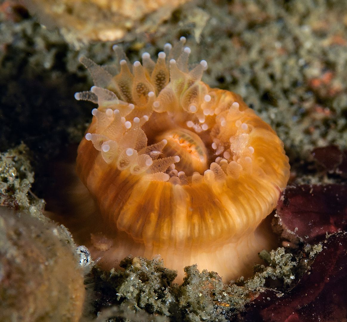  photo Paracyathus stearnsi Brown Cup Coral_zpshoy2oniv.jpg