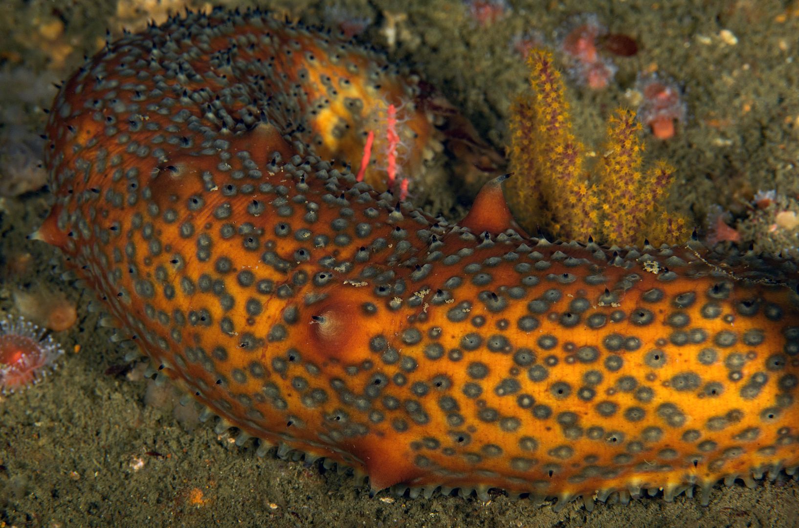  photo Parastichopus parvimensis Warty sea cucumber_zpssqtds7wu.jpg