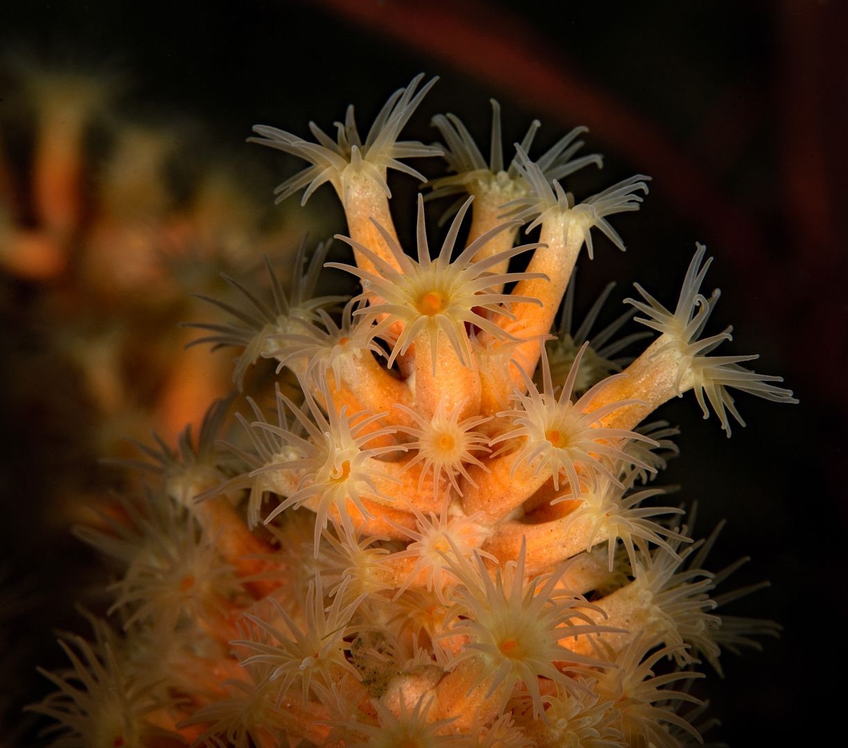  photo Parazoanthus lucificum Zoanthid Anemones_zpskkdbx0le.jpg