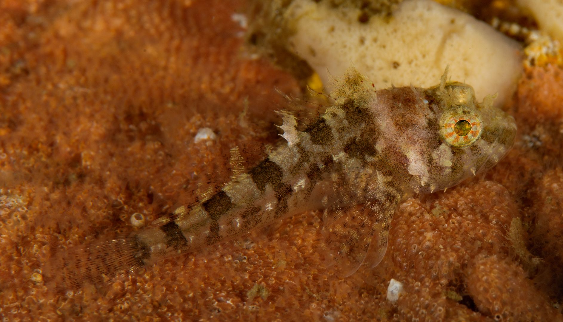  photo Unknown juvenile sculpin_zpsphbehlwq.jpg