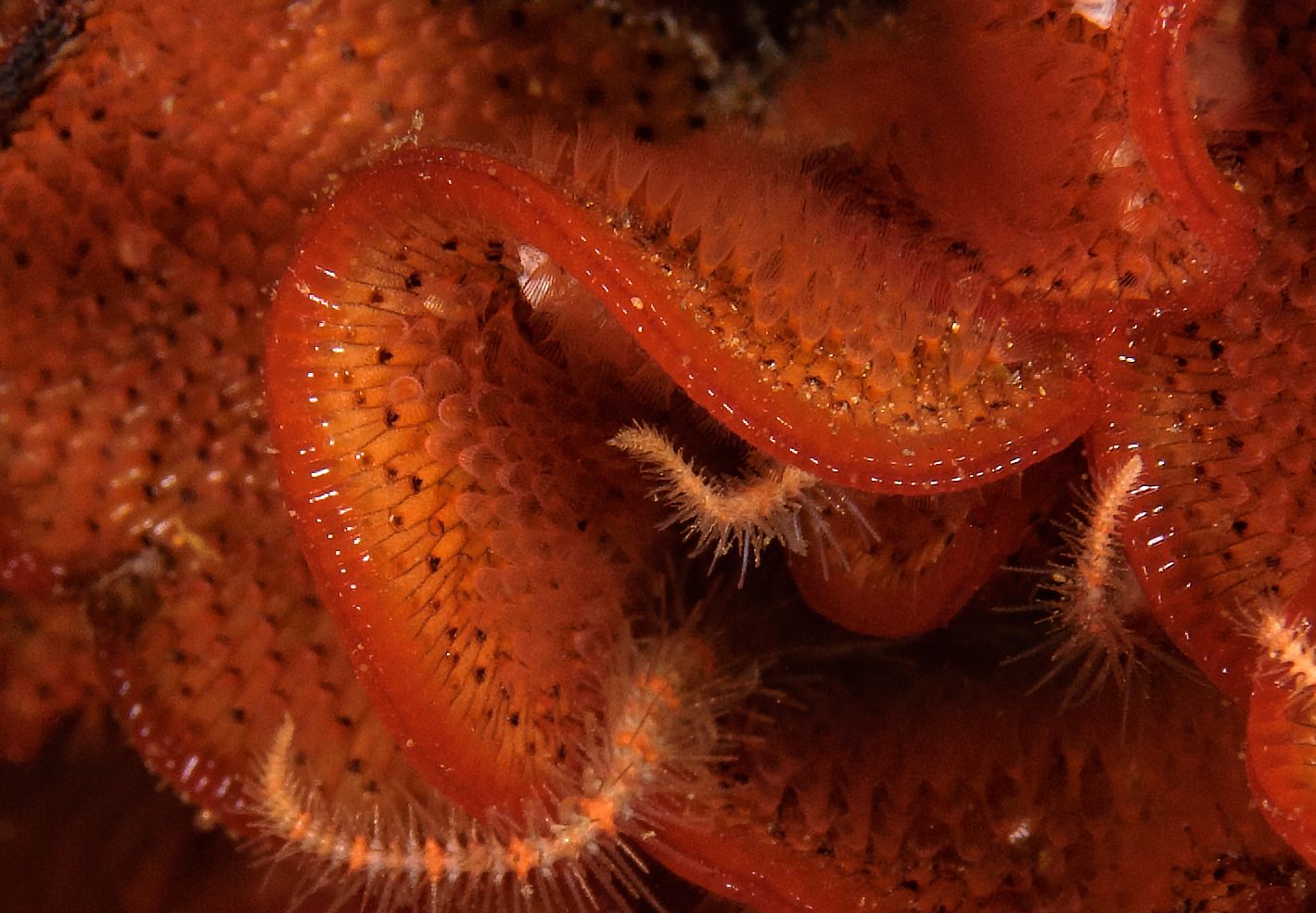  photo Watersipora subtorquata closeup_zpsxfpbutgv.jpg