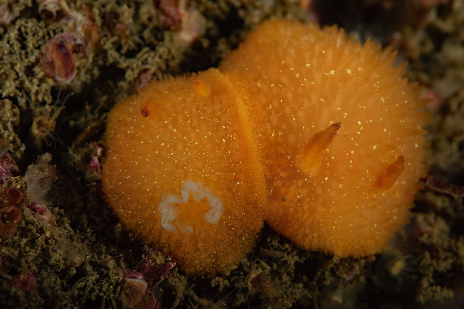  photo Acanthodoris lutea_zpsfwipdvwt.jpg