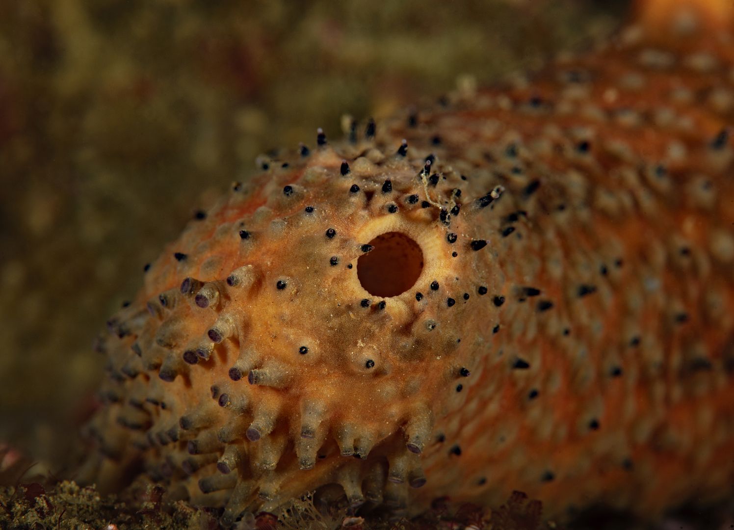  photo Apostichopus parvimensis Warty sea cucumber_zpst5khxdmt.jpg