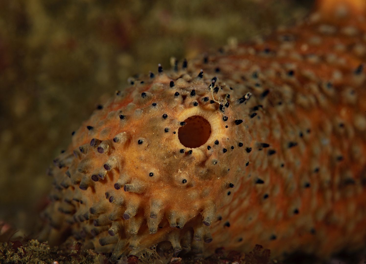  photo Apostichopus parvimensis Warty sea cucumber_zpst5khxdmt.jpg