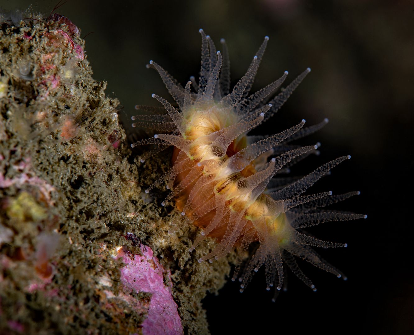  photo Balanophyllia elegans Orange cup coral 2_zpssbbgphr3.jpg