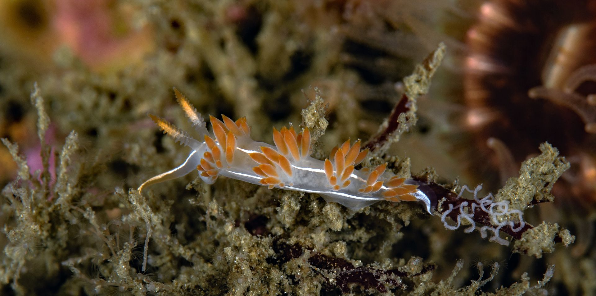  photo Flabellina trilineata laying eggs_zpsojtj3hcp.jpg