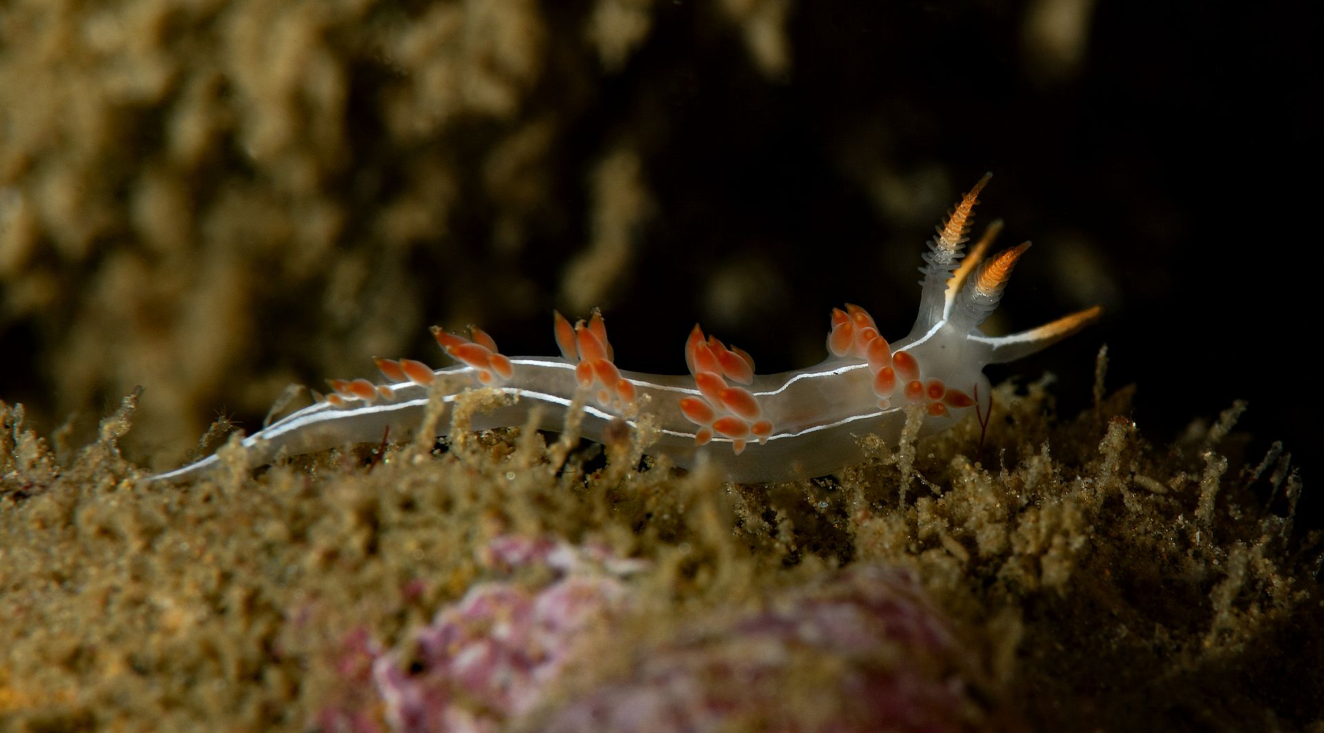  photo Flabellina trilineata_zpsocra4rwv.jpg