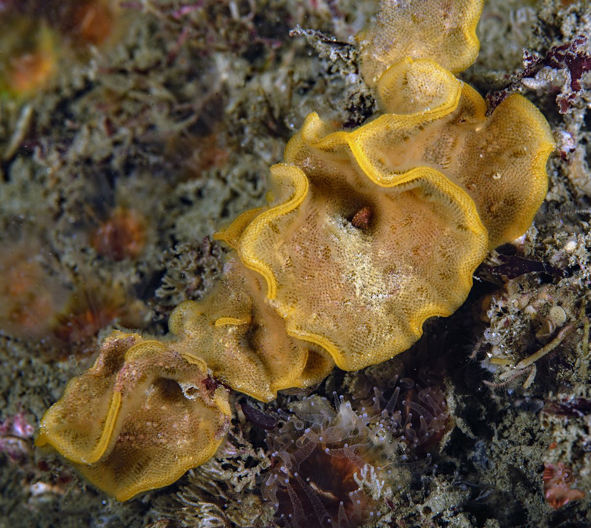  photo Hippoporina insculpta Fluted bryozoan_zpspc0ypdjo.jpg