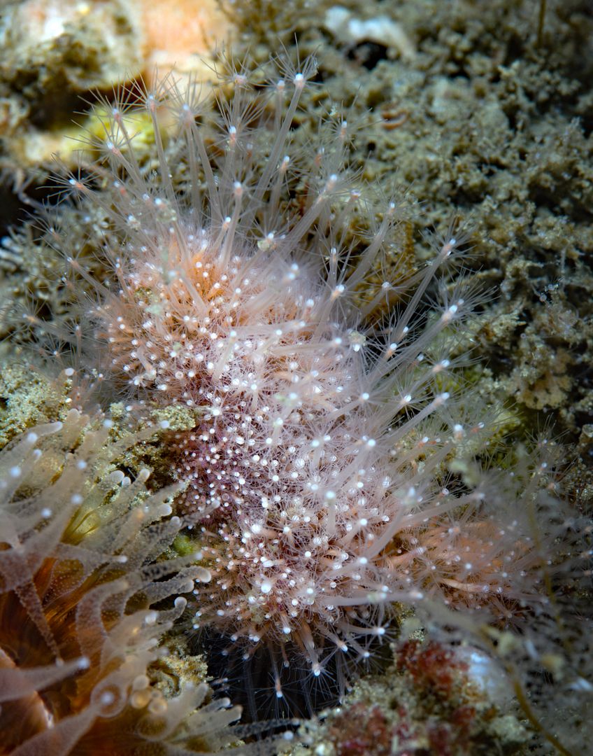  photo Hydractinia milleri hedgehog hydroid_zpstugbt0iz.jpg