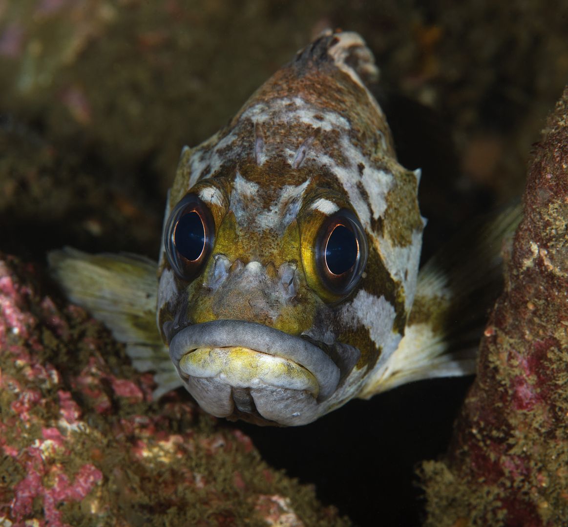  photo Sebastes carnatus Gopher Rockfish_zpsdjzsfove.jpg