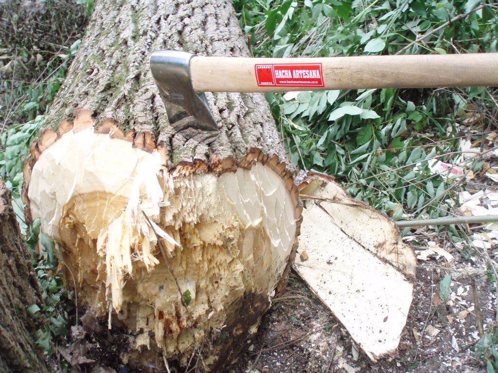 Basque Axe vs Cottonwood Tree