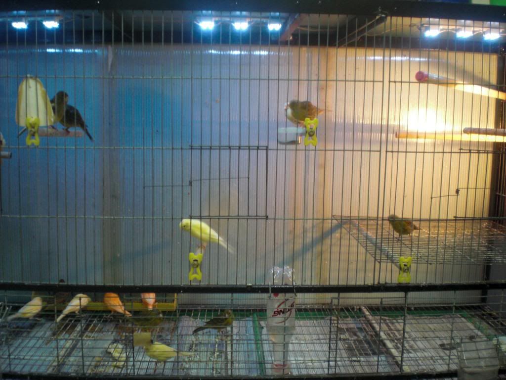 TPHCM - Q3 - Bán Chim Yến Hót 2014 - 4