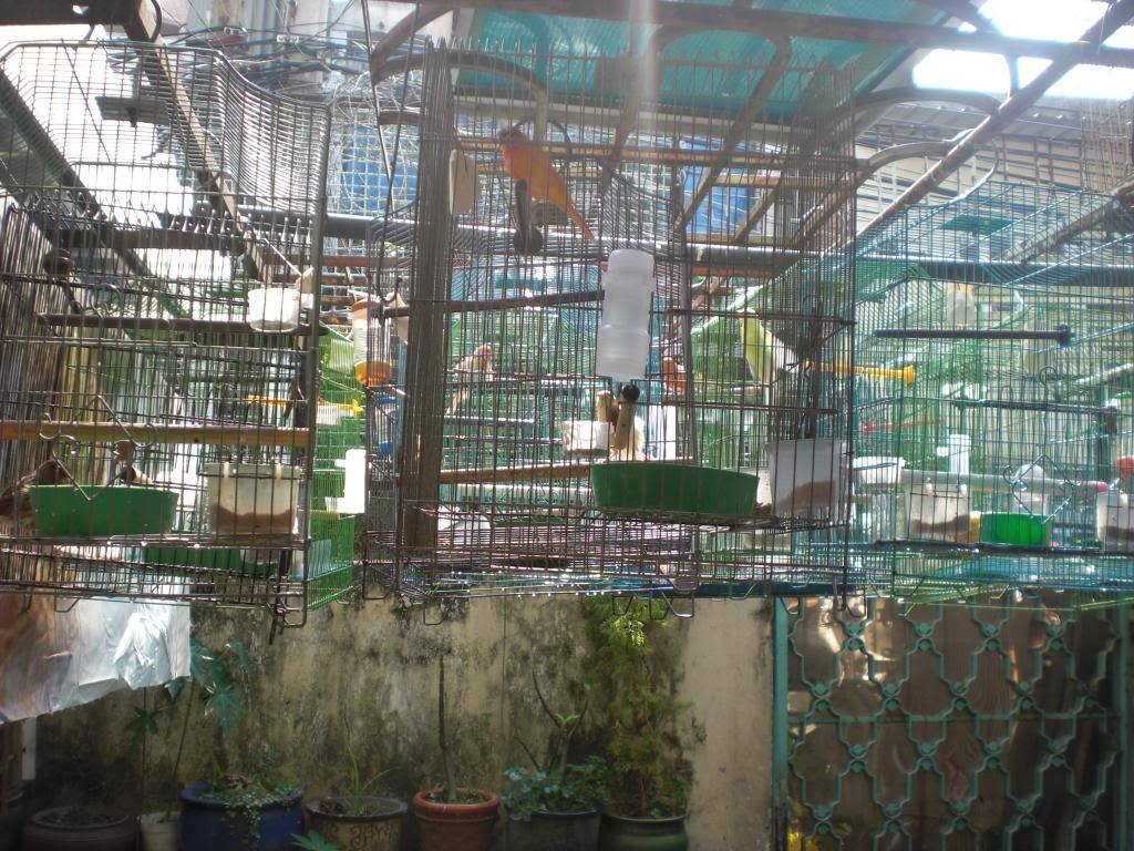 TPHCM - Q3 - Bán Chim Yến Hót 2014 - 1