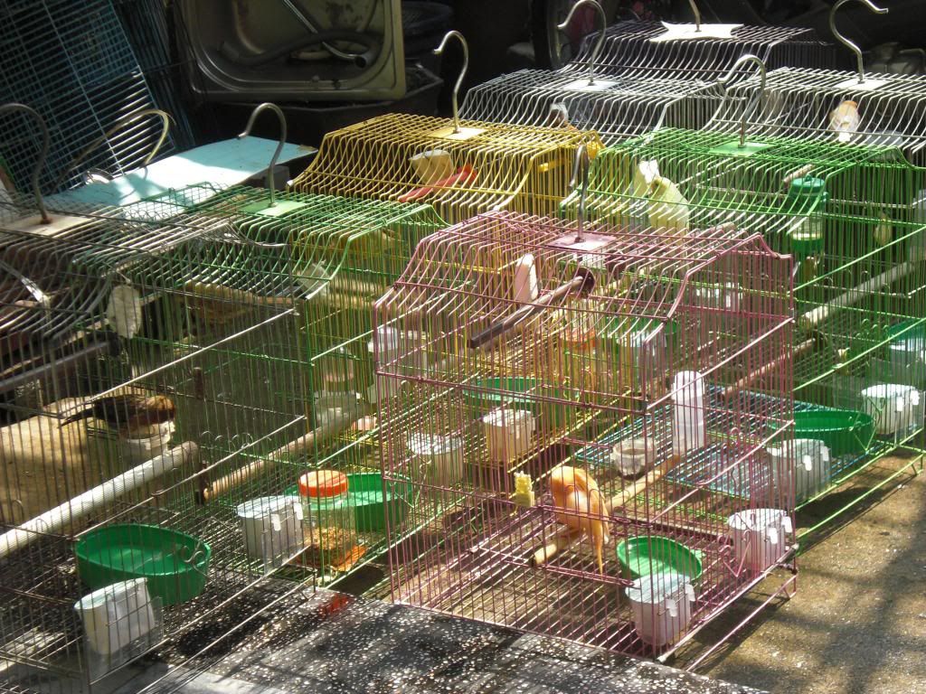 TPHCM - Q3 - Bán Chim Yến Hót 2014 - 2