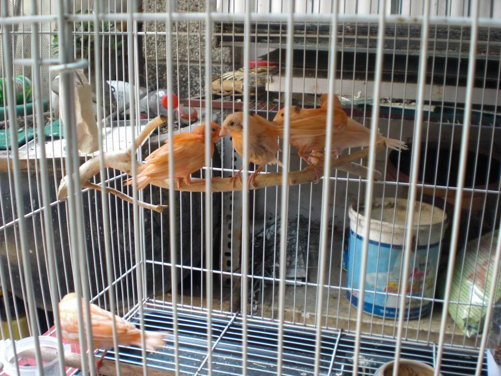 TPHCM - Q3 - Bán Chim Yến Hót 2014 - 7