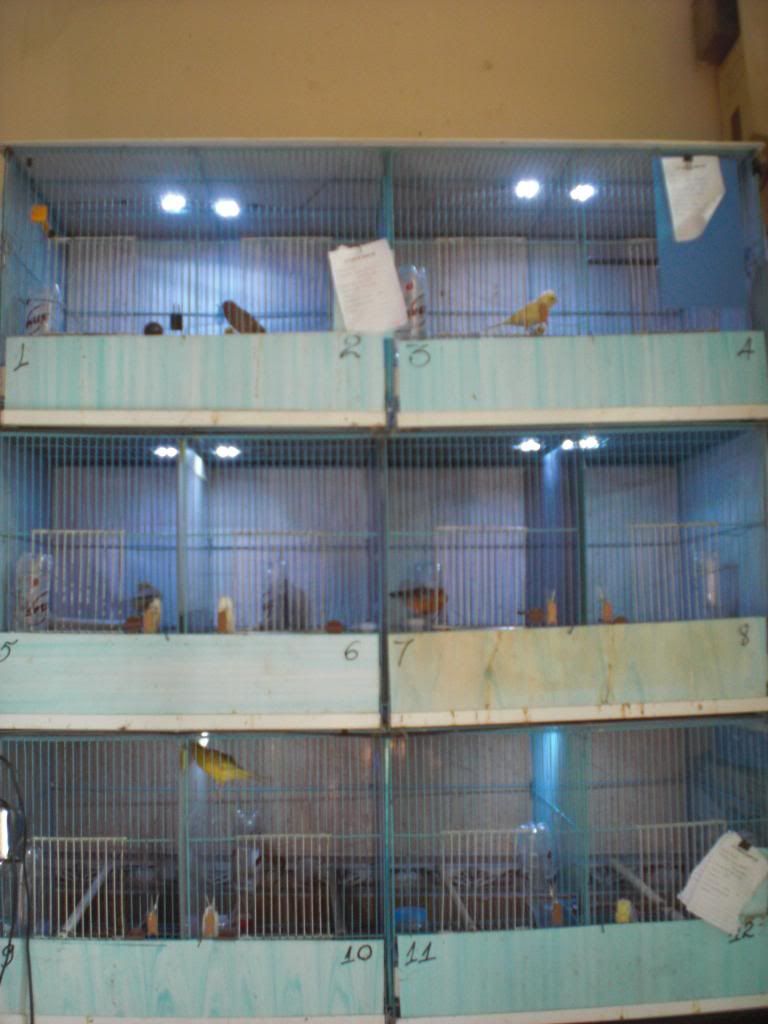 TPHCM - Q3 - Bán Chim Yến Hót 2014 - 5