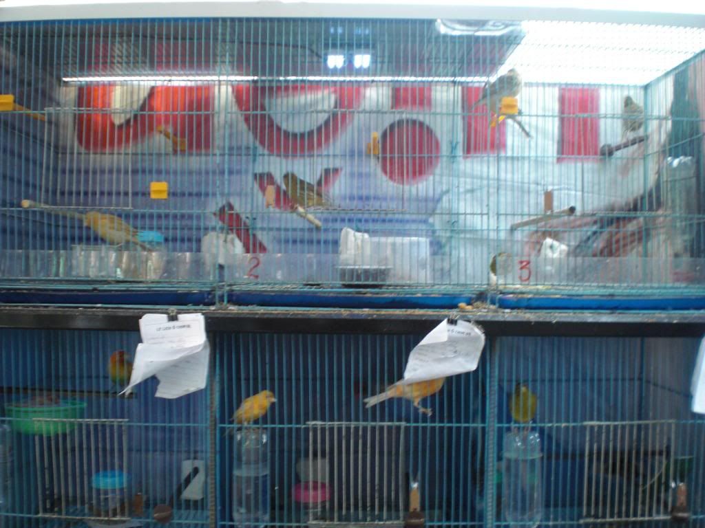 TPHCM - Q3 - Bán Chim Yến Hót 2014 - 3