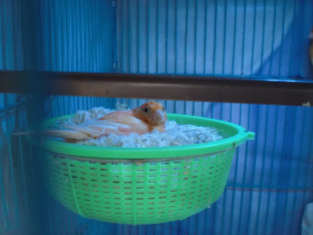 TPHCM - Q3 - Bán Chim Yến Hót 2014 - 6