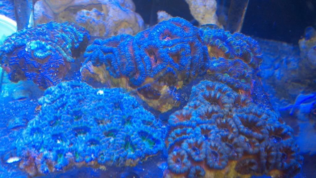 2011 11 01 19 46 38 921 - Corals - plates, acans, ZOA's Maxi's Wellso scolly