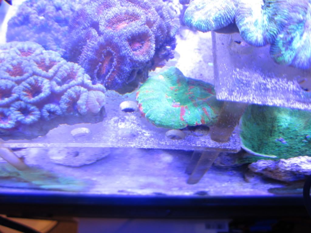 IMG 0307 - corals - wellso, scolly, acan, frogspawn