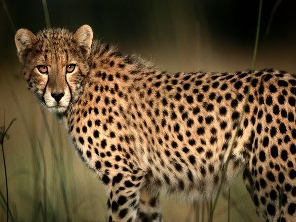 cheetah_492_600x450.jpg