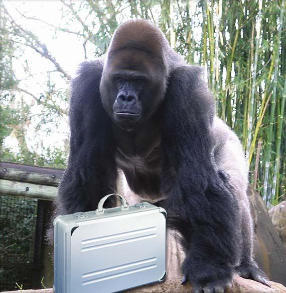 gorilla-kffr.jpg