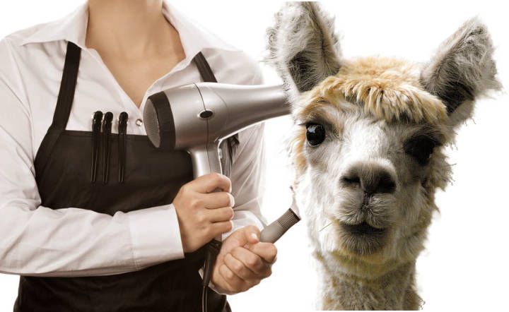 Alpaca-Kapper_zpso8rb56lz.jpg