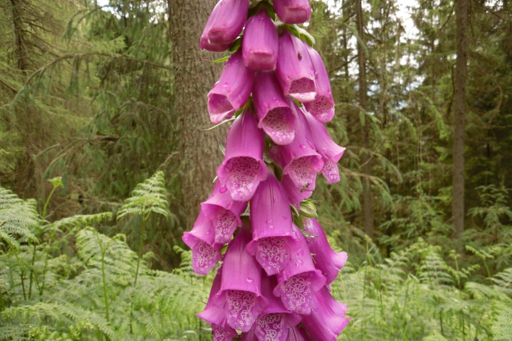 Aberfoyle2012048.jpg