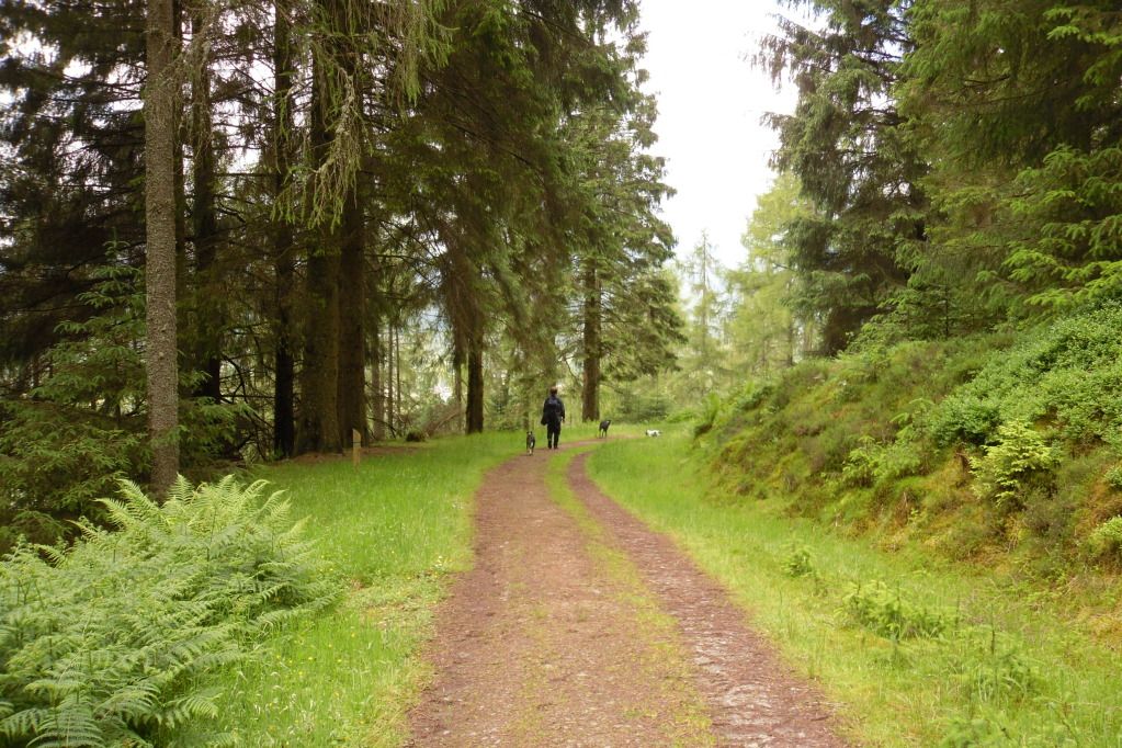 Aberfoyle2012050.jpg