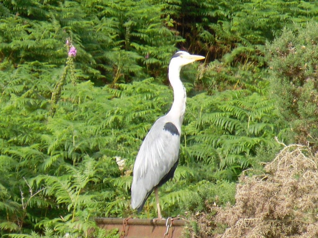 Pentlands015.jpg