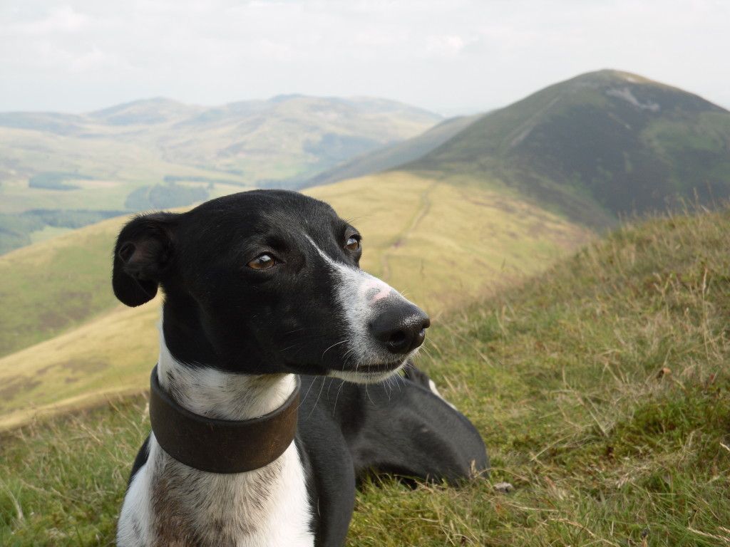 Pentlands250.jpg