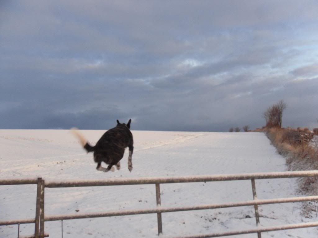 SnowMarch021_zps17d9d9b5.jpg