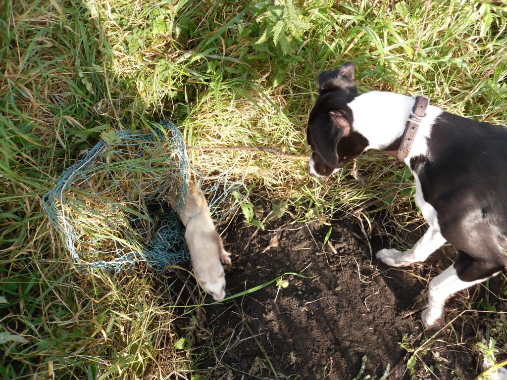 ferreting006.jpg