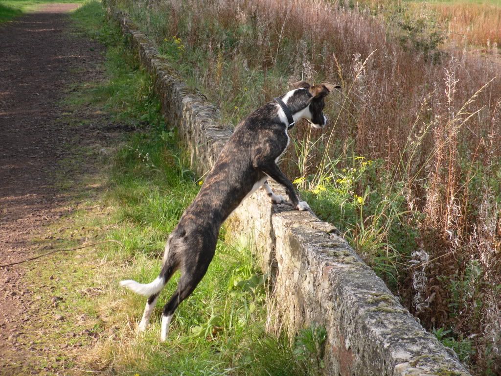 ferreting008.jpg
