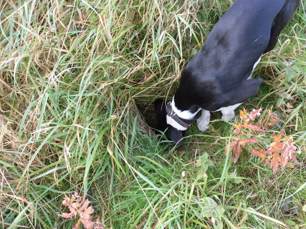 ferreting009.jpg