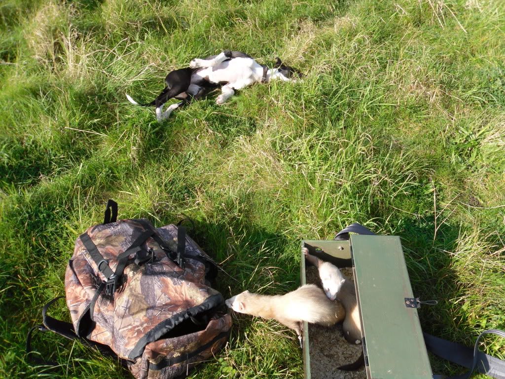 ferreting015.jpg