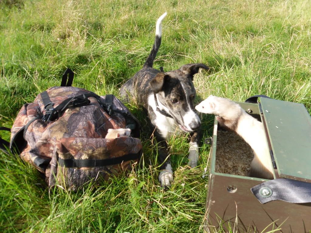 ferreting019.jpg