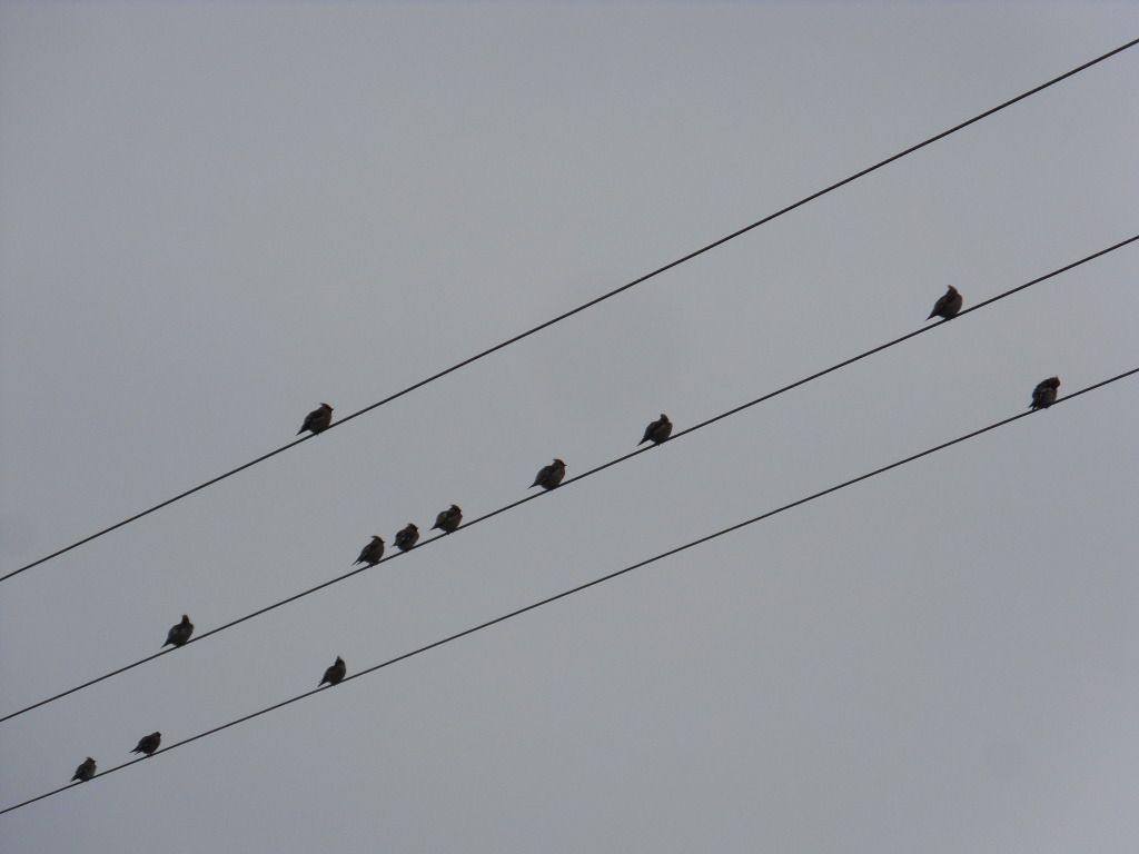 mixwaxwing224_zps090e0c42.jpg