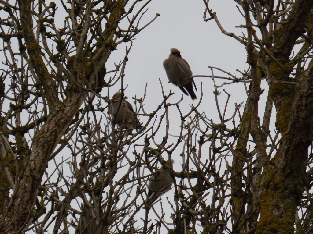 mixwaxwing231_zps0b599345.jpg