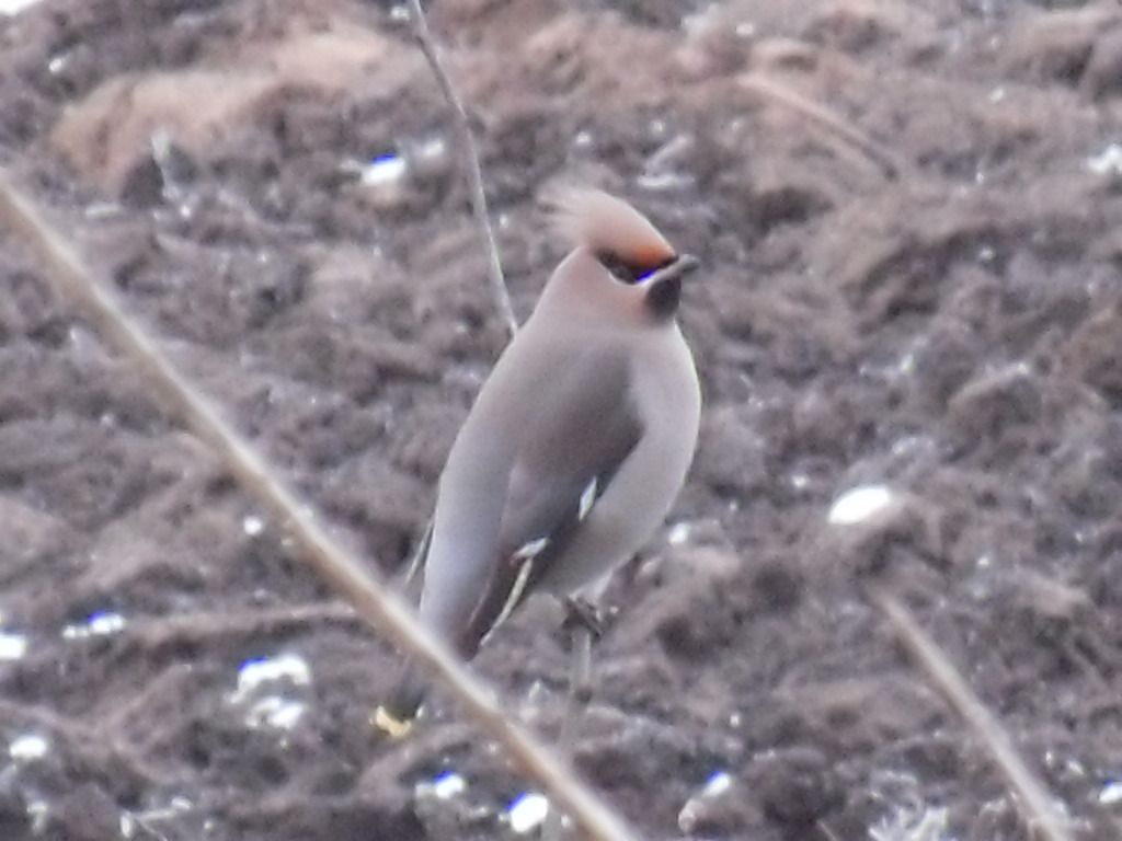 mixwaxwing242_zpsf3b64717.jpg