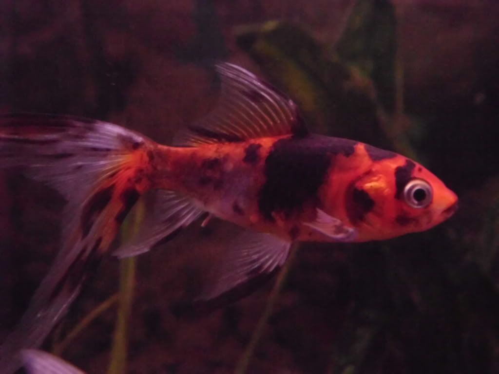 external image MisPeces029.jpg